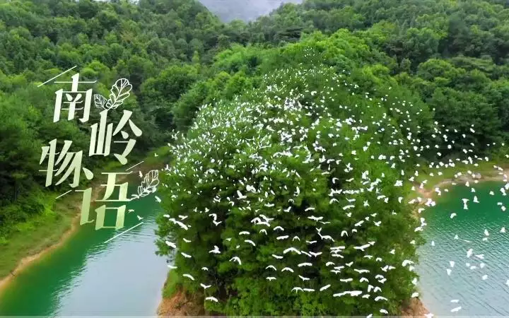 南岭物语 普通话1080纪录片3集高清完整版在线观看 资源下载分享