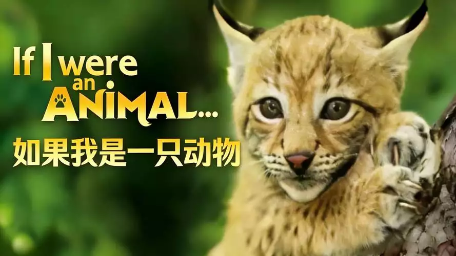 如果我是一只动物 普通话纪录片 52 集高清完整版在线观看 资源下载分享 如果我是一只动物 普通话纪录片 52 集高清完整版在线观看 资源下载分享