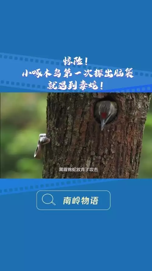 南岭物语 普通话 1080 纪录片 3 集高清完整版在线观看 资源下载分享 南岭物语 普通话 1080 纪录片 3 集高清完整版在线观看 资源下载分享