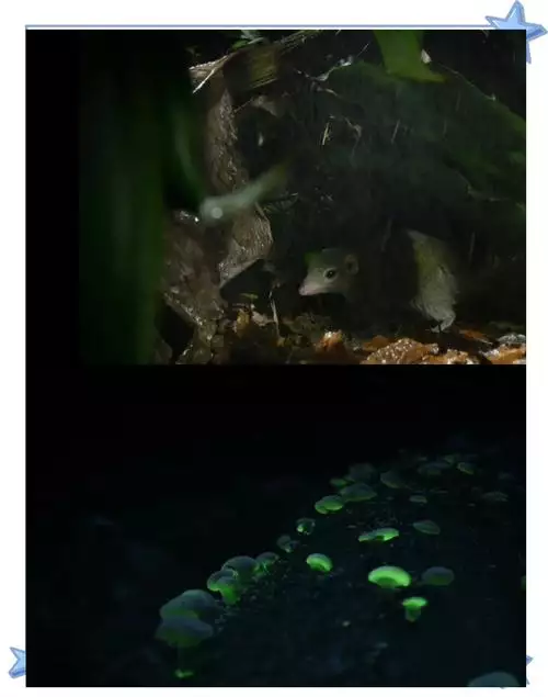 隐秘王国 英语纪录片 3 集高清完整版在线观看 资源下载分享