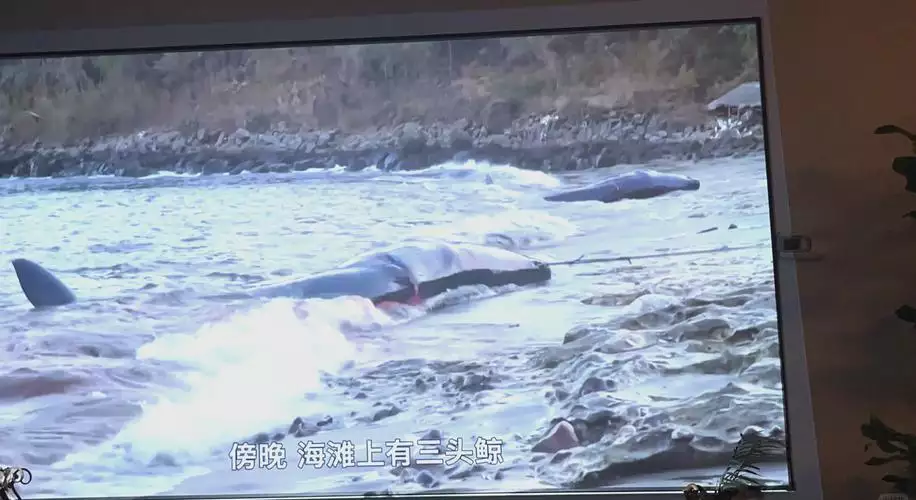 南海猎人 英语 中文字幕纪录片 3 集高清完整版在线观看 资源下载分享