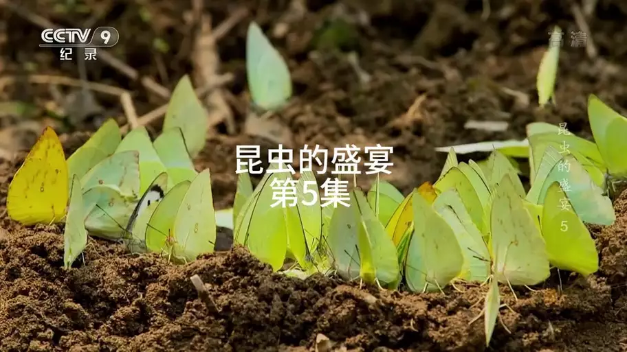 昆虫的盛宴 普通话纪录片 8 集高清完整版在线观看 资源下载分享 昆虫的盛宴 普通话纪录片 8 集高清完整版在线观看 资源下载分享
