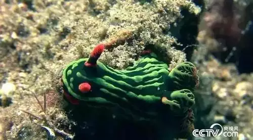 软体动物的秘密世界 普通话纪录片 1 集高清完整版在线观看 资源下载分享