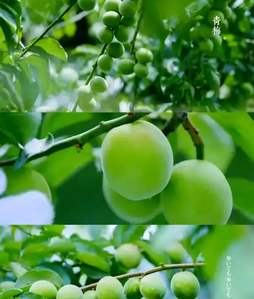 《水果传 第 1 季》全.2018. 中国. 美食 中文纪录片 6 集高清完整版在线观看 资源下载分享