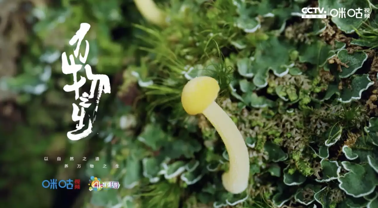 万物之生 普通话纪录片 5 集高清完整版在线观看 资源下载分享